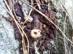 Aegista subchinensis