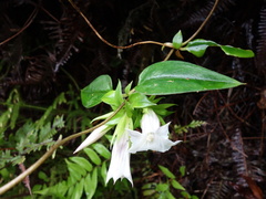 Tripterospermum taiwanense