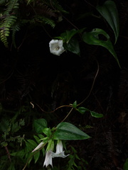 Tripterospermum taiwanense