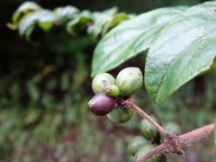 Lonicera hypoglauca
