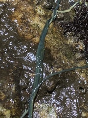 Emplectonema gracile