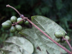 Lonicera hypoglauca