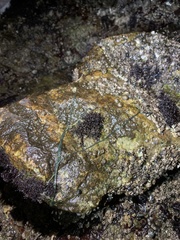 Emplectonema gracile