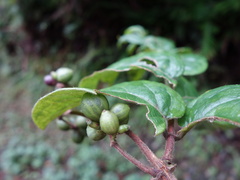 Lonicera hypoglauca
