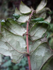 Lonicera hypoglauca