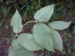 Lonicera hypoglauca