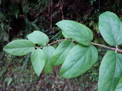 Lonicera hypoglauca