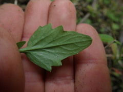 Rorippa laciniata