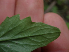 Rorippa laciniata