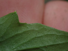 Rorippa laciniata