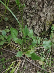 Rorippa laciniata