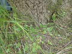 Rorippa laciniata