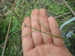 Rorippa laciniata
