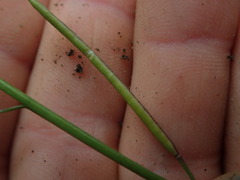 Rorippa laciniata