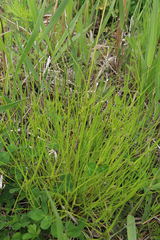 Carex bohemica
