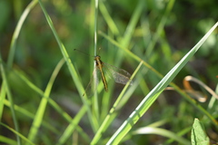 Ascalohybris subjacens