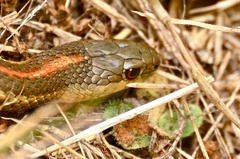 Northwestern Garter Snake photo 4