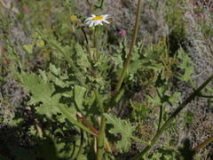 Perityle crassifolia robusta