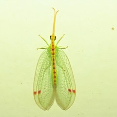 Norfolius howensis