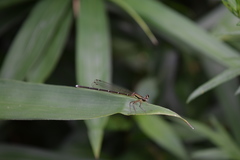 Pseudocopera annulata