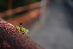 Parapodisma setouchiensis
