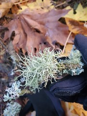 Usnea cornuta