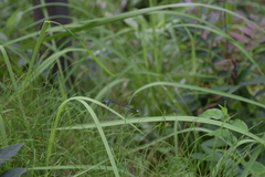 Pseudocopera annulata