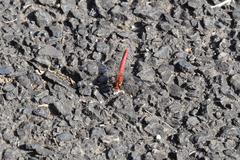 Sympetrum darwinianum