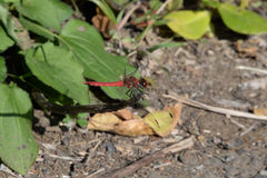 Sympetrum darwinianum