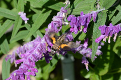 Macroglossum pyrrhosticta