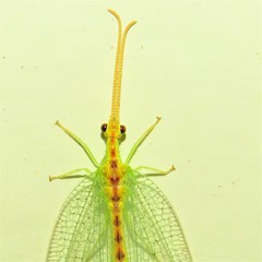 Norfolius howensis