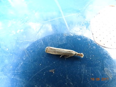 Agriphila plumbifimbriellus