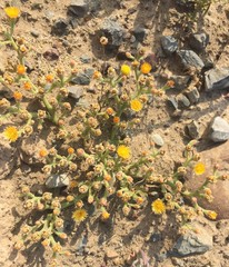 Mesembryanthemum excavatum