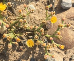 Mesembryanthemum excavatum