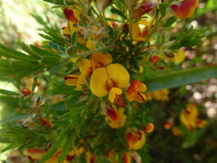 Pultenaea hispidula