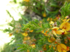 Pultenaea hispidula
