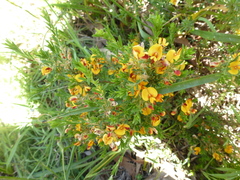 Pultenaea hispidula