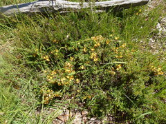 Pultenaea hispidula
