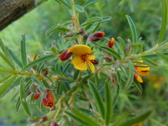 Pultenaea laxiflora