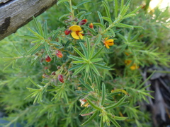 Pultenaea laxiflora
