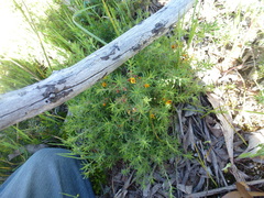 Pultenaea laxiflora