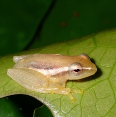 Rohanixalus vittatus