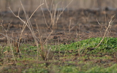 Coturnix coromandelica
