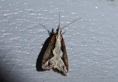 Eudonia steropaea