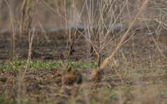 Coturnix coromandelica