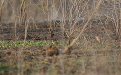 Coturnix coromandelica