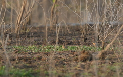 Coturnix coromandelica