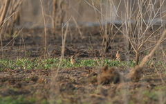 Coturnix coromandelica