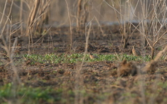 Coturnix coromandelica