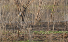 Coturnix coromandelica